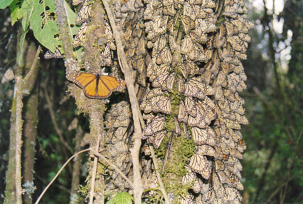 Monarch Butterflies in Mexico